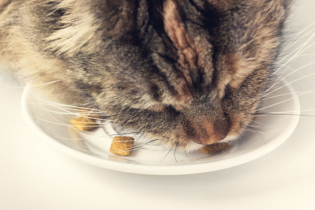 闭口吃猫小猫猫咪盘子宠物营养食物毛皮动物晶须猫科毛茸茸的高清图片素材