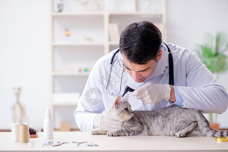 医院内检查病猫的蔬菜药品专家小猫实验室办公室护士从业者男人治疗疾病背景