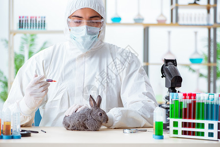 生病的兔子在其诊所检查兔子的韦特医生药品疫苗治疗兽医宠物男人卫生考试保健桌子背景