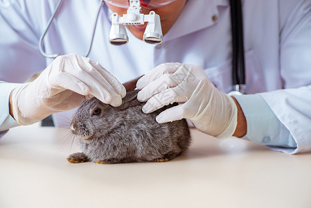 生病的兔子在其诊所检查兔子的韦特医生病人治疗动物桌子药物兽医考试诊断宠物保健背景