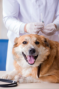 金犬贺岁医生在兽医诊所检查金色采集犬考试小狗犬类医院从业者诊断男人动物金子注射器背景