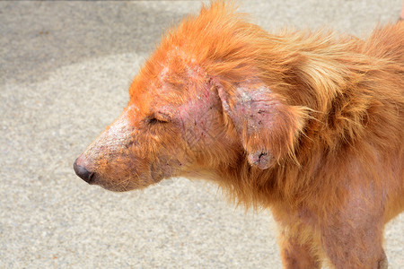 狗麻犬疥高清图片素材