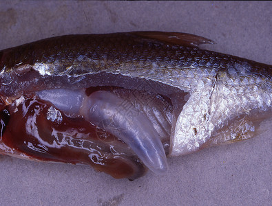 鱼骨头带和游泳囊的解剖鳟鱼背景