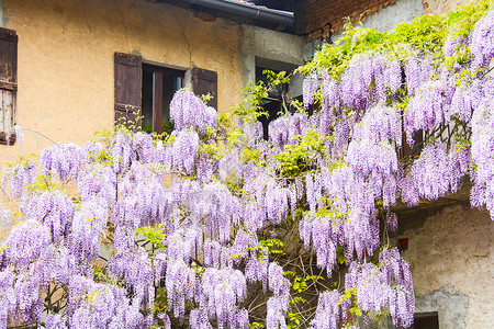 黄色紫藤春天的花朵花的和谐高清图片