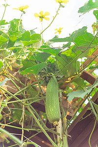 土生土长的装饰的生长植物高清图片