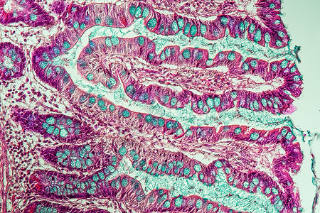 细胞显微镜200x 显微镜下有葡萄酒的小肠子腺体诊断考试绒毛组织学小肠消化组织分泌药品背景