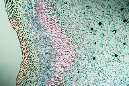 细胞壁100x节交叉带干柱的柳叶草细胞宏观组织显微术月见草杂草薄片植物草本植物科学背景
