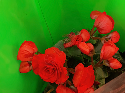 美丽的红花在卖上 在绿色的绿宝石里背景图片