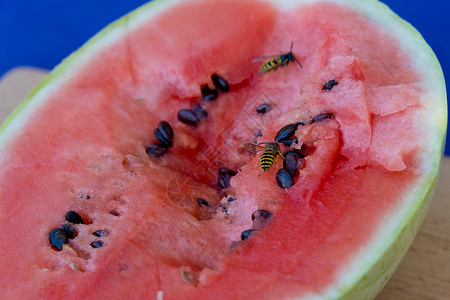 黄蜂坐在一个成熟的红切西瓜上动物昆虫水果营养漏洞翅膀荒野种子野生动物危险背景图片