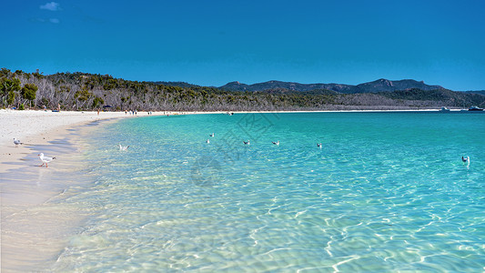天猫游泳节首页海鸥在澳大利亚白硅沙滩的清蓝水中游泳海岸进口风景太阳障碍海洋旅游旅行海滩地平线背景