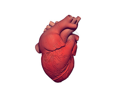 有动脉和冠心动脉的红色红心药品脑室静脉科学发动机器官血管背景图片