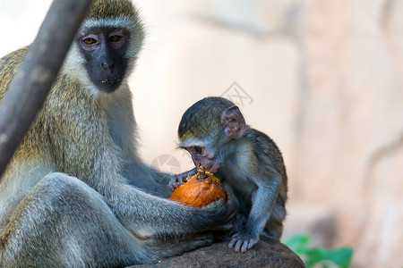 一个有一只小猴子的温和家庭孩子野生动物大草原旅游荒野猴子婴儿灵长类动物哺乳动物父母高清图片素材