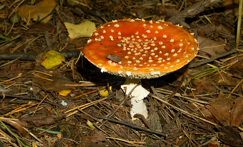 红色大蘑菇一只大苍蝇在针头和老叶子之间背景