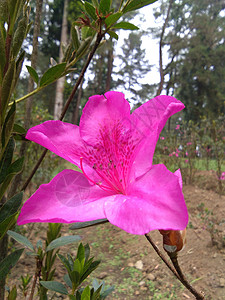 快不行了深粉红色背景花园衬套深色热带墙纸灌木园艺艺术玫瑰背景
