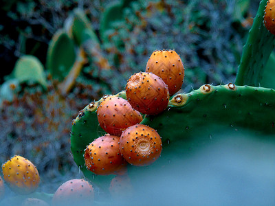 蜗牛和仙人掌意大利秋季情调风景海滩异国假期食物植物学水果棕榈旅行背景
