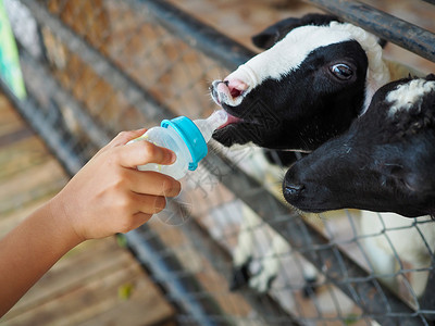 男孩喂羊奶食物动物园家畜男性山羊乐趣动物田园吮吸婴儿背景图片