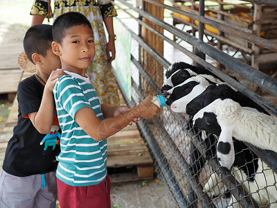 男孩喂羊奶山羊动物哺乳动物摄影男性牛奶食物宠物婴儿农业彩色图像高清图片素材
