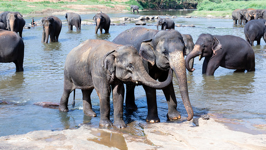 2个大象素材年轻的大象爱 在河里照顾另一个厚度动物园情人友谊公园调子拥抱野生动物感情动物背景