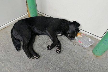 一辆黑流浪狗睡着 在市内商店的门廊 从上面看可爱的高清图片素材
