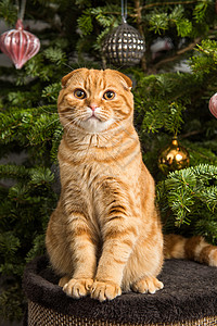哈咪猫羊年快乐苏格兰fold红猫坐在圣诞树附近眼睛小猫假期新年动物宠物卡片注意力猫科动物兽医背景