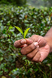 青茶叶在手边 摘茶背景图片