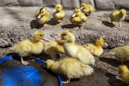 小鸭子吃虫子一群鸭子 在家里种家禽新生婴儿农场家畜农业乐趣团体鸟类栖息地哺乳动物背景