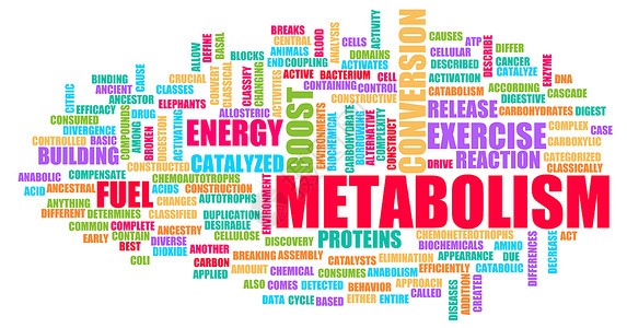 促进新陈代谢新陈代谢生物学身体消化平衡减肥饮食腹部重量运动营养背景