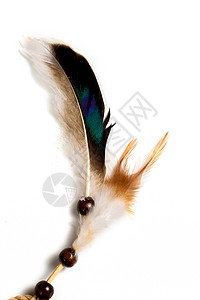 在白色背景上隔离的彩色鸟羽毛背景图片