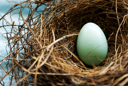 红罗宾巢蛋知更鸟蛋高清图片