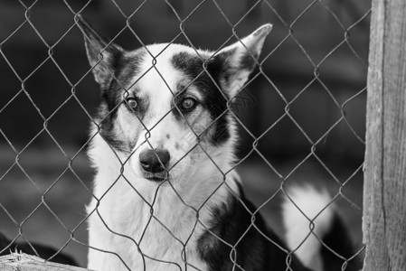 黑白相片 无家可归的狗在收容狗的收容所朋友小狗毛皮眼睛孤独狗窝锁定犬类宠物体重背景