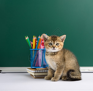 拿着铅笔猫宠物直的高清图片