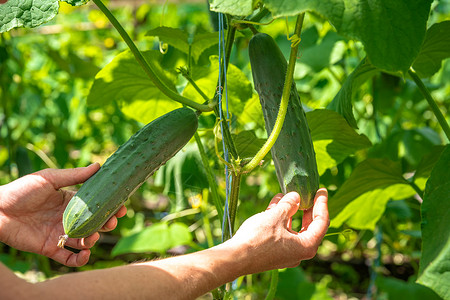 花园黄瓜在一个有机农场的温室里生长的绿黄瓜花园蔬菜太阳农业营养叶子植物衬套树叶收成背景