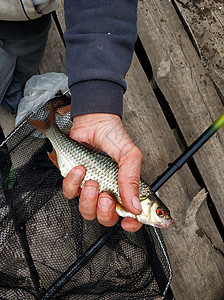 渔夫手里握着一条刚从河里拉出来鱼的鱼尾巴海鲜淡水荒野成功娱乐爱好活动鲤鱼鳟鱼背景图片