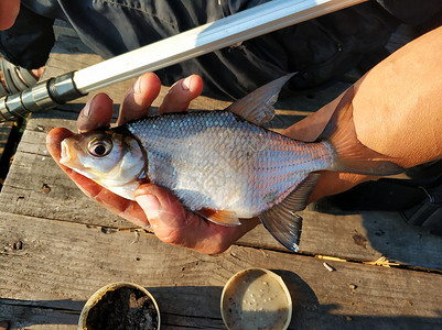 渔夫手里握着一条刚从河里拉出来鱼的鱼鳟鱼海鲜食物淡水爱好野生动物荒野闲暇垂钓者鲤鱼运动高清图片素材