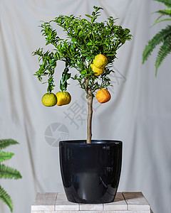 黑锅中的柠檬植物高清图片