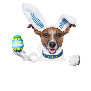 俏皮复活节海报东兔狗乐趣宠物小狗标语幽默木板小猎犬展示兔子横幅背景
