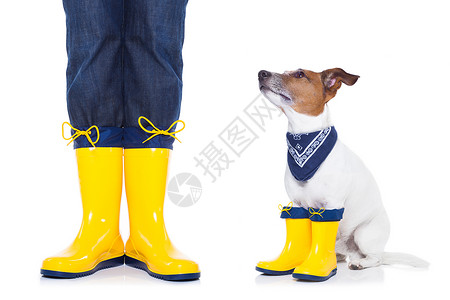杰克狗彩虹背景准备在雨中散步的狗狗宠物帽子训练教育火车学习靴子猎犬塑料水坑背景