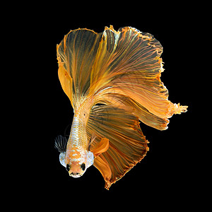 鱼尾巴装饰性的水下图片素材