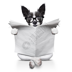 双疯狂广告读狗狗阅读报纸打印横幅标题宠物床单动物出版物邮政杂志文档背景