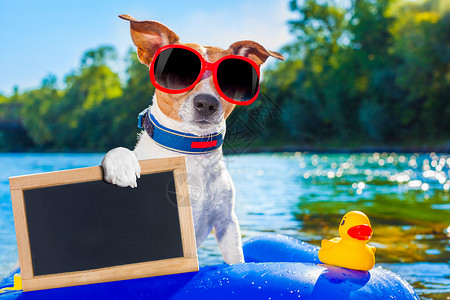 夏沙沙沙滩狗框架海报黑板横幅旅行太阳纸板假期浮环橡皮卡片高清图片素材