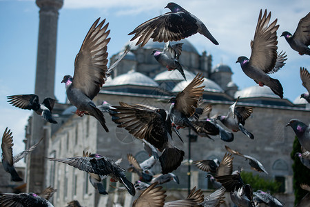 可爱的野鸽鸟生活在城市环境里鸽子街道正方形斗争鸟类羽毛飞行翅膀荒野摄影背景