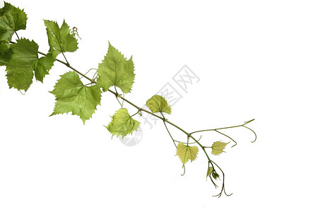 生命摄影图植物学框架漩涡藤蔓宏观葡萄园工作室叶子静脉农场背景图片