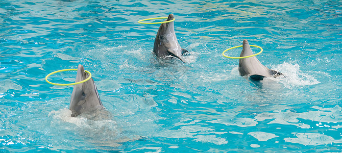 海豚在游泳池里旋转铁环 海豚在水族馆的蓝水中展示背景图片