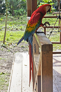 秘鲁 南美洲亚马逊流域的鹦鹉热带高清图片素材