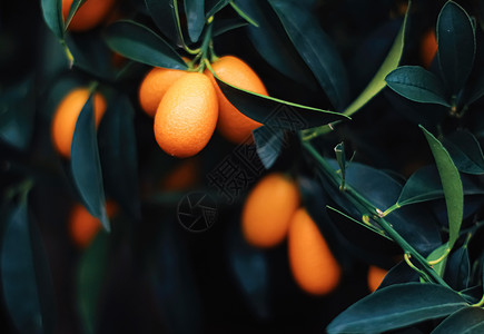 推广普通话外来水果园 有机食品和果树中的普通话树奢华假期绿色橘子植物宏观树叶橙子树林花园背景