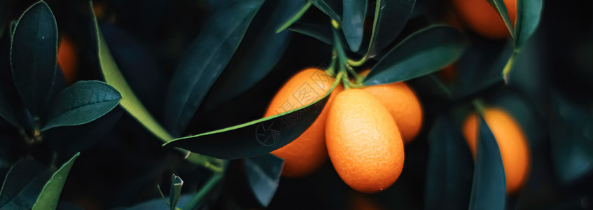 推广普通话外来水果园 有机食品和果树中的普通话树绿色水果叶子假期橘子奢华宏观树叶网状橙子背景