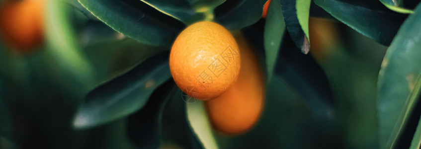 推广普通话外来水果园 有机食品和果树中的普通话树花园食物叶子树林绿色橙子品牌假期水果树叶背景