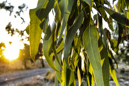 丰富多彩阳光Eucalyptus 在山上叶子的纹理植物群植物阳光生长香味药品皮肤雨林绿色环境背景