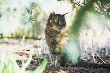 内家猫咪探索荒野猫食纯种猫宠物警报食物毛皮小猫哺乳动物幸福小狗高清图片素材