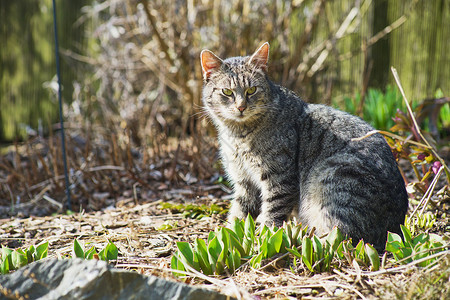 内家猫咪探索哺乳动物猫科宠物幸福小狗眼睛花园毛皮食物纯种猫太阳高清图片素材